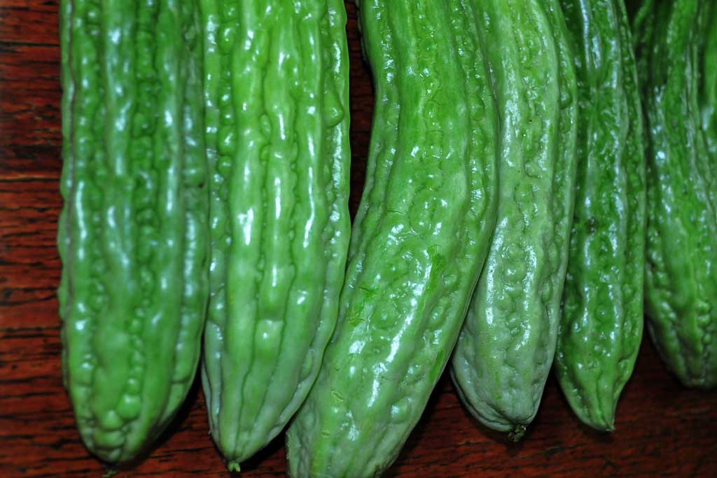 ampalaya-bitter-gourd-bitter-melon-momordica-charantia-carica