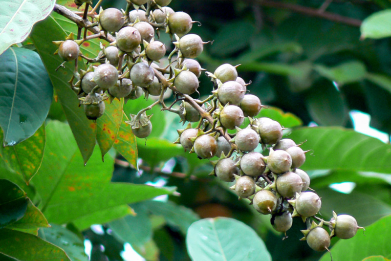 Banaba (Lagerstroemia speciosa) – Carica Herbal Health Products, Inc.