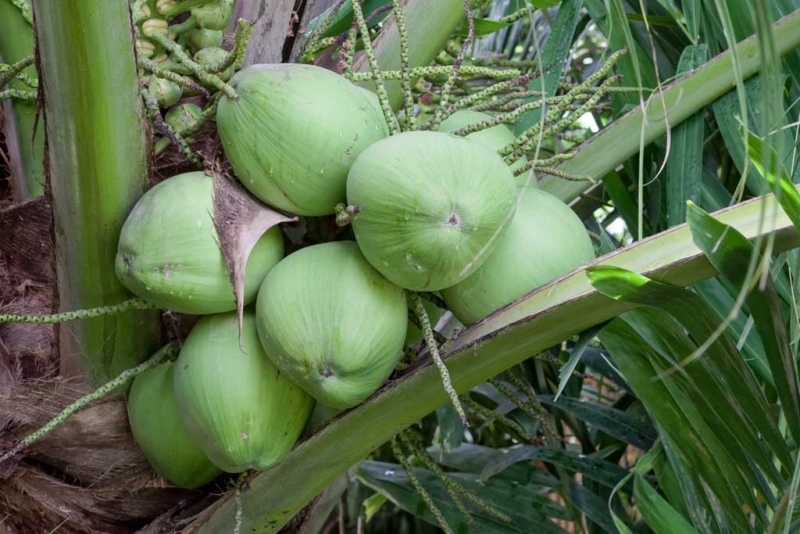 Coconut (Cocos nucifera) Carica Herbal Health Products, Inc.