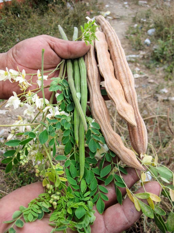 Malunggay (Moringa Oleifera) – Carica Herbal Health Products, Inc.