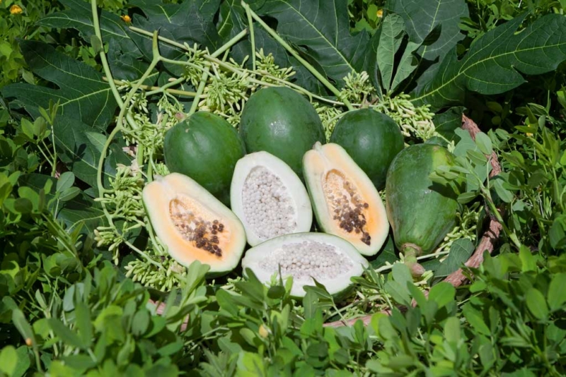 Papaya (Carica papaya) Carica Herbal Health Products, Inc.